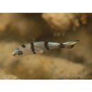 Diagramma pictum (Thunberg, 1792)