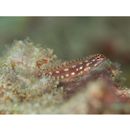 Eviota prasites Jordan et Seale, 1906