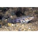 Gladiogobius brevispinis Shibukawa et Allen, 2007