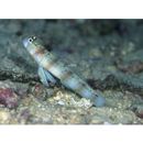 Amblyeleotris arcupinna Mohlmann et Munday, 1999