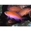 Pseudanthias bicolor (Randall, 1979)