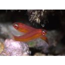 Paracheilinus carpenteri Randall et Lubbock, 1981