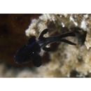 Apogonichthyoides melas (Bleeker, 1848)