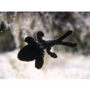 Apogonichthyoides melas (Bleeker, 1848)