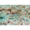 Grallenia lipi Shibukawa et Iwata, 2007