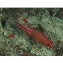 Liopropoma multilineatum Randall et Taylor, 1988