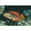 Oxycheilinus bimaculatus (Valenciennes, 1840)