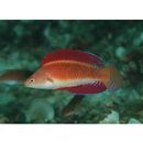 Cirrhilabrus rubripinnis Randall et Carpenter, 1980