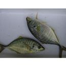 Pseudocaranx dentex (Bloch et Schneider, 1801)