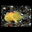 Antennatus rosaceus (Smith et Radcliffe, 1912)