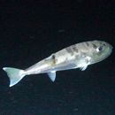 Lagocephalus spadiceus (Richardson, 1845)