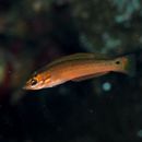 Pseudocoris ocellata Chen et Shao, 1995