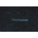 Ptereleotris lineopinnis (Fowler, 1935)