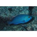 Epinephelus cyanopodus (Richardson, 1846)