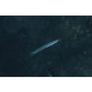 Ptereleotris lineopinnis (Fowler, 1935)