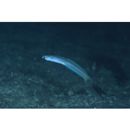 Ptereleotris lineopinnis (Fowler, 1935)