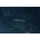 Ptereleotris lineopinnis (Fowler, 1935)