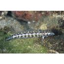 Parapercis kamoharai Schultz, 1966