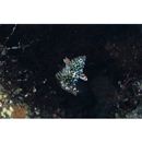 Macropharyngodon meleagris (Valenciennes, 1839)