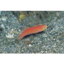 Cirrhilabrus katoi Senou et Hirata, 2000