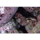 Sebastes hubbsi (Matsubara, 1937)