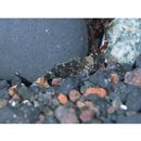 Sebastiscus marmoratus (Cuvier, 1829)