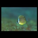 Chaetodon auripes Jordan et Snyder, 1901