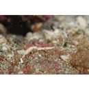 Festucalex erythraeus (Gilbert, 1905)