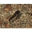 Physiculus maximowiczi (Herzenstein, 1896)