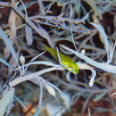 Ocynectes maschalis Jordan et Starks, 1904