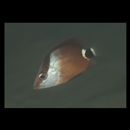 Lutjanus malabaricus Schneider, 1801