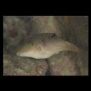 Canthigaster compressa (Proce, 1822)