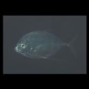 Carangoides coeruleopinnatus (Ruppell, 1830)