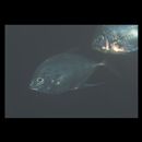 Carangoides coeruleopinnatus (Ruppell, 1830)