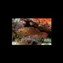 Fowleria marmorata (Alleyne et Macleay, 1877)