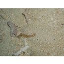 Asterorhombus filifer Hensley et Randall, 2003