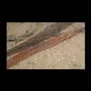 Hippichthys (Hippichthys) cyanospilus (Bleeker, 1854)