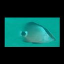 Lutjanus malabaricus Schneider, 1801