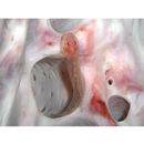 Sueviota sp. 2 of Suzuki and Shibukawa in Senou, ed. (2004)