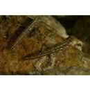 Stiphodon percnopterygionus Watson et Chen, 1998