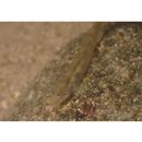 Smilosicyopus leprurus (Sakai et Nakamura, 1979)