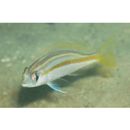 Scolopsis monogramma (Cuvier, 1830)