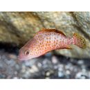 Epinephelus areolatus (Forsskal, 1775)