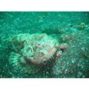 Scorpaenopsis neglecta Heckel, 1837 or S. diabolus Cuvier, 1829