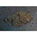 Scorpaenopsis neglecta Heckel, 1837 or S. diabolus Cuvier, 1829