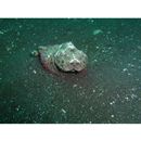 Scorpaenopsis neglecta Heckel, 1837 or S. diabolus Cuvier, 1829