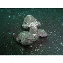 Scorpaenopsis neglecta Heckel, 1837 or S. diabolus Cuvier, 1829