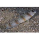 Amblyeleotris arcupinna Mohlmann et Munday, 1999