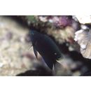 Pomacentrus burroughi Fowler, 1918