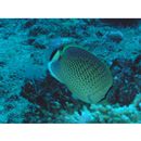 Chaetodon guttatissimus Bennett, 1832